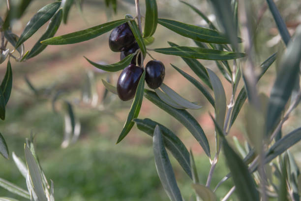 istock Olive tree black fruits and green foliage 1199235969
