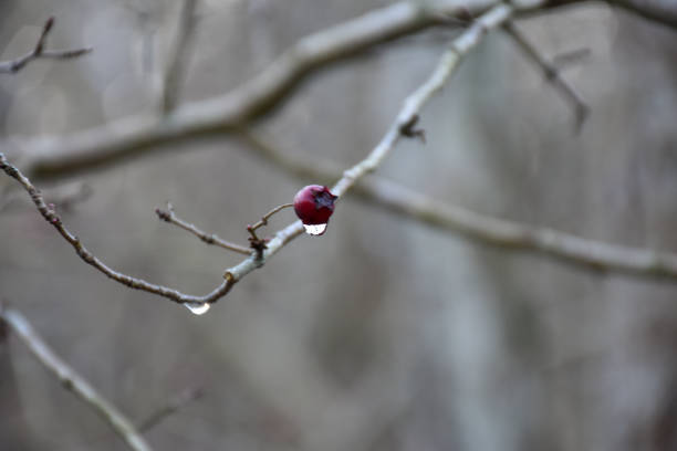 istock Fall season with red hawrhorn berry 1199236678