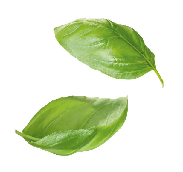 Basil Fresh green basil leaves, isolated basil stock pictures, royalty-free photos & images