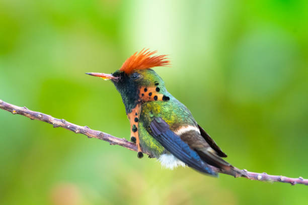 istock A male Tufted Coquette perching on a branch 1199237388