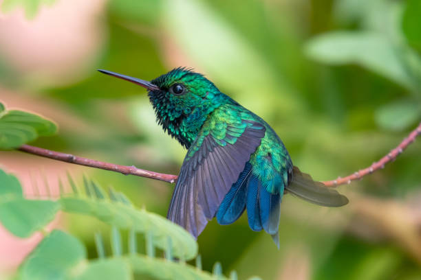 istock A Blue-chinned Sapphire hummingbird perching 1199237896