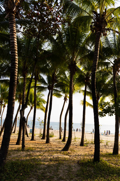 Coconut forest by the sea