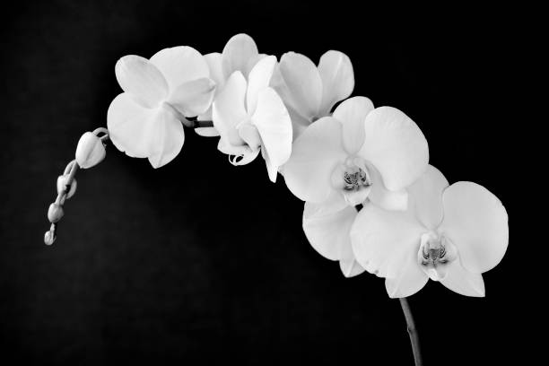 istock Phalaenopsis aphrodite orchid, in black and white 1199239555