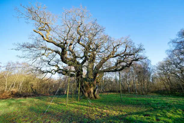 Photo of A bare Major Oak stands in Sherwood Forest on a winter morning