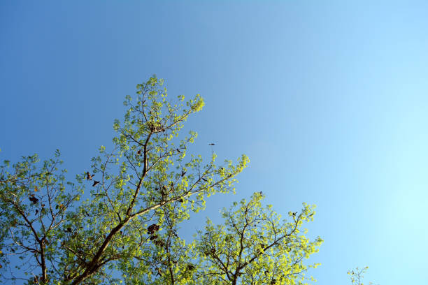 istock the blue sky  with light green treetops and sunlight in the morning 1199243348