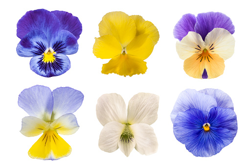 Purple pansy flowers close up