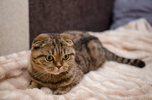 istock Cute funny cat lying on bed at home. Scottish fold cat 1199244842