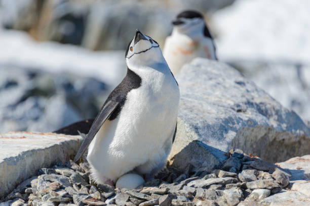 istock Chinstrap penguin with egg on the beach in Antarctica 1199245915