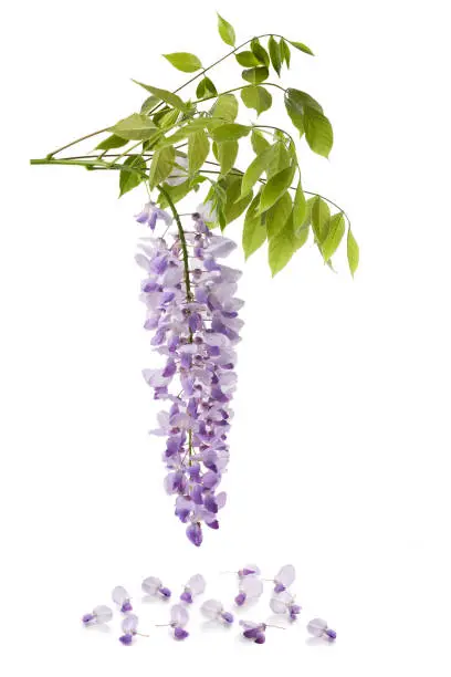 Wisteria flowers isolated on white background