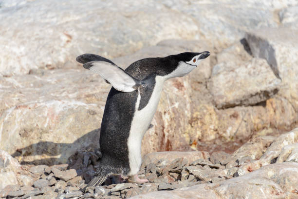istock Chinstrap penguin on the beach in Antarctica 1199246125