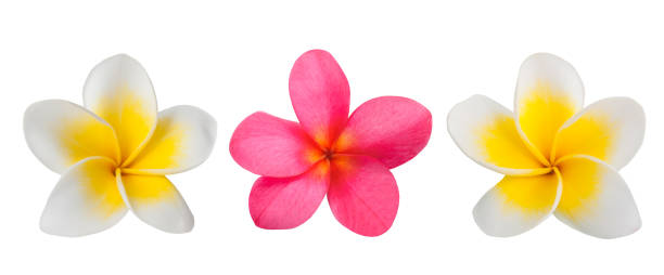 Red and white Frangipani Red and white Frangipani flowers  isolated on white gentianales photos stock pictures, royalty-free photos & images