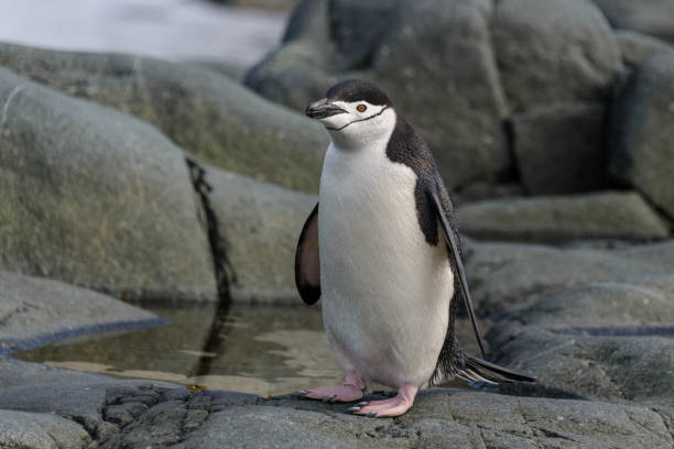 istock Chinstrap penguin on the rock close up 1199246260