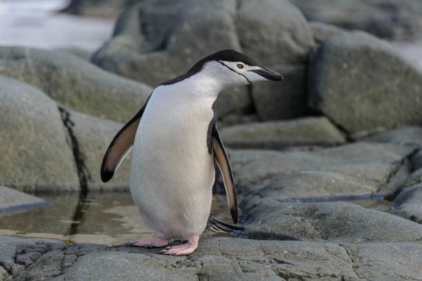 istock Chinstrap penguin on the rock close up 1199246268