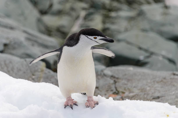 istock Chinstrap penguin on the snow in Antarctic 1199246381