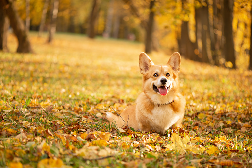 Corgi  in the autumn park on the fallen gold leaves background