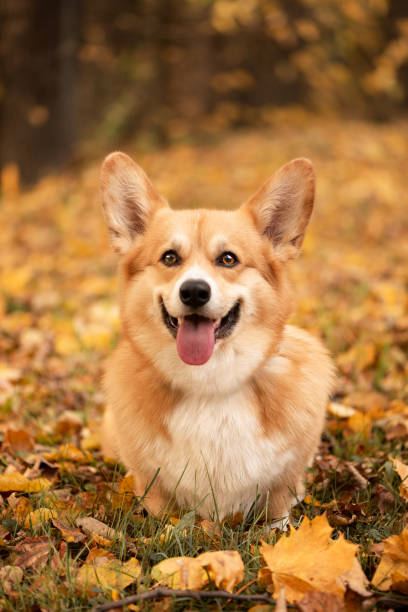 istock Dog looks at the camera and smile 1199246592