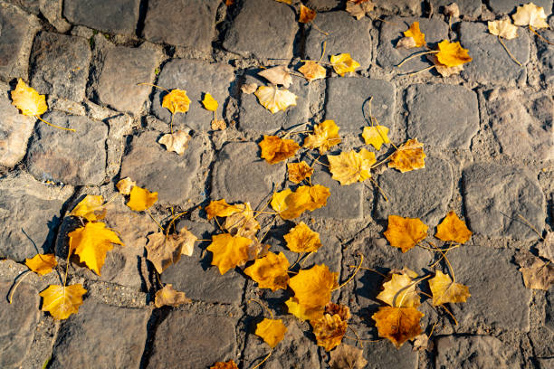 2019 Autumnal leaves on the ground for use as a textured background or border. These are on the embankment of the River Seine in Paris, France.