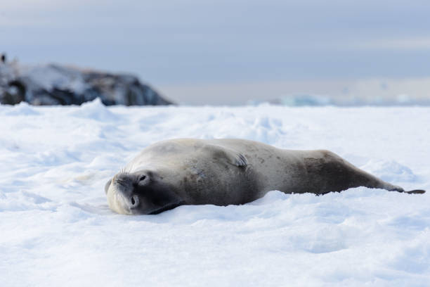 istock Leopard seal on beach with snow in Antarctica 1199248039