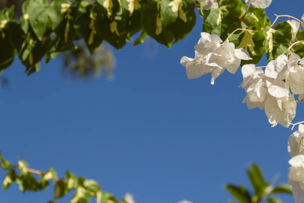 white bougainvillaea over blue sky