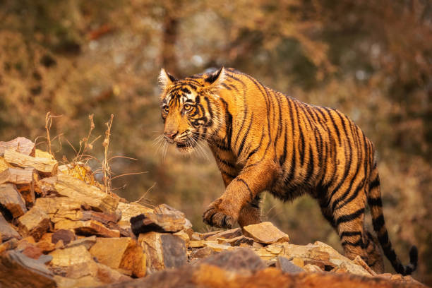 istock Royal bengal tiger pose with beautiful background 1199248279