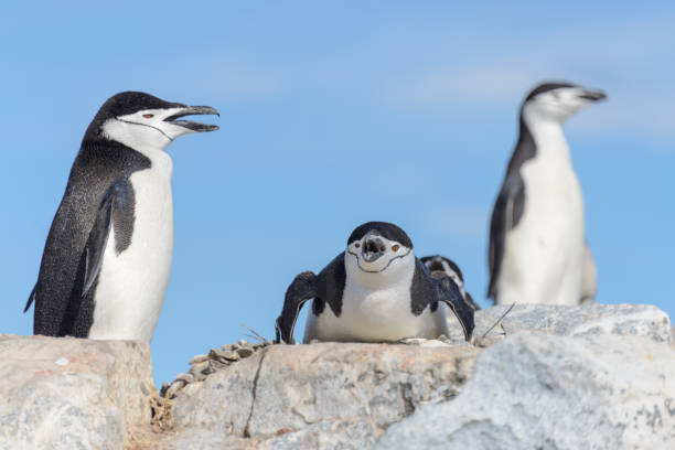 istock Chinstrap penguin on the beach in Antarctica 1199248293