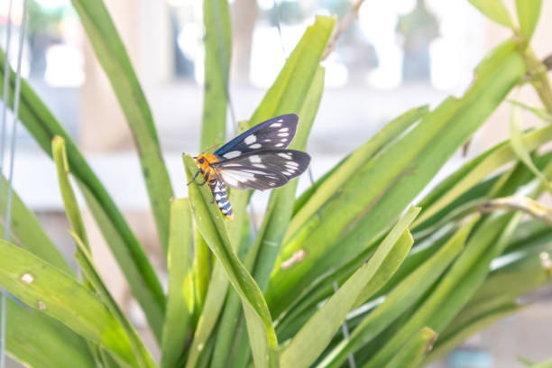 istock The butterfly perched on green leaves with sensitive focus 1199248350