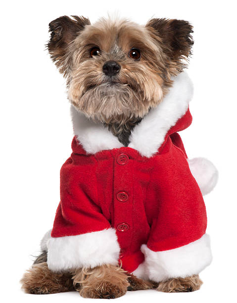 istock Yorkshire Terrier in Santa outfit, sitting, white background. 119924840