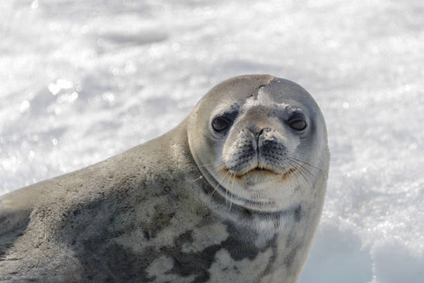 istock Leopard seal on beach with snow in Antarctica 1199248551