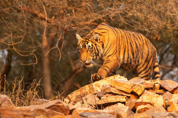 istock Royal bengal tiger pose with beautiful background 1199248687