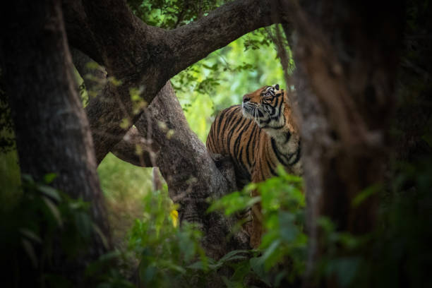 istock Royal bengal tiger pose with beautiful background 1199248722