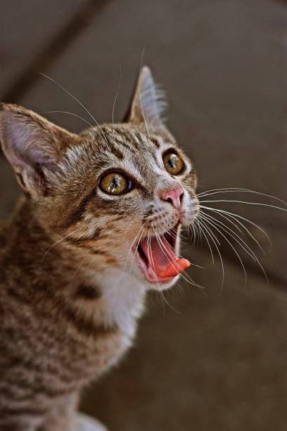 istock Yawning cat showing teeth and tongue. 1199248790