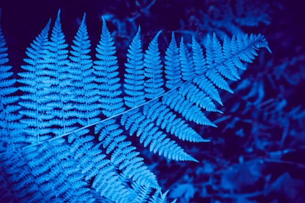 istock Fern Leaf in the forest toned in Classic Blue 1199248847