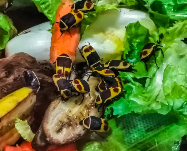 Photo of closeup of sun beetles feeding on vegetables, tropical scarab beetle specie from Africa