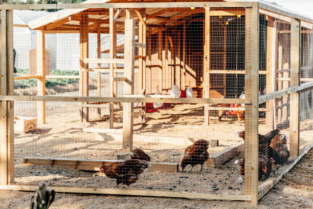 Be natural. Poultry farm on a sunny day. Chickens sit in open-air cages and eat mixed feed. Modern farming concept. Gallus domesticus. Horizontal shot Be natural. Poultry farm on a sunny day. Chickens sit in open-air cages and eat mixed feed. Modern farming concept. Gallus domesticus. Horizontal shot gallus gallus domesticus stock pictures, royalty-free photos & images