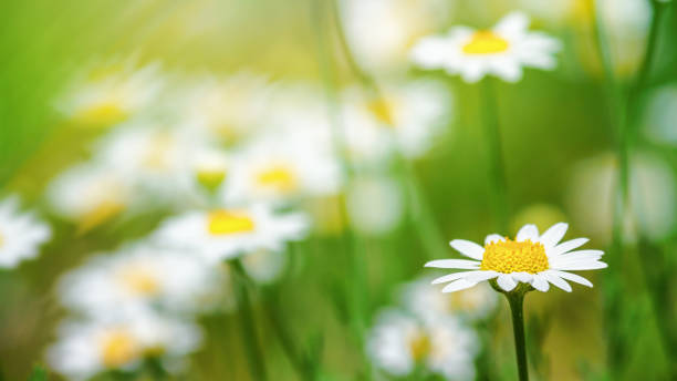 istock hamomile (Matricaria recutita), blooming plants in the spring meadow 1199252462