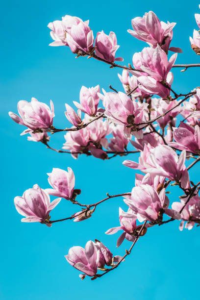 istock Blooming pink magnolia tree branch on the blue sky background 1199254601