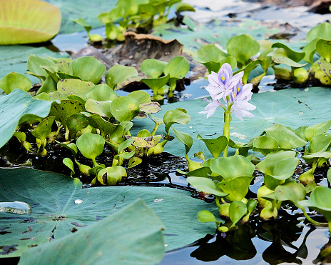 Una Flor Del Jacinto De Agua En Un Tanque De Riego Foto de stock y más banco de imágenes de Jacinto de agua - Jacinto de agua, Azul, Belleza - iStock Una Flor Del Jacinto De Agua En Un Tanque De Riego Foto de stock y más banco de imágenes de Jacinto de agua - Jacinto de agua, Azul, Belleza - iStock