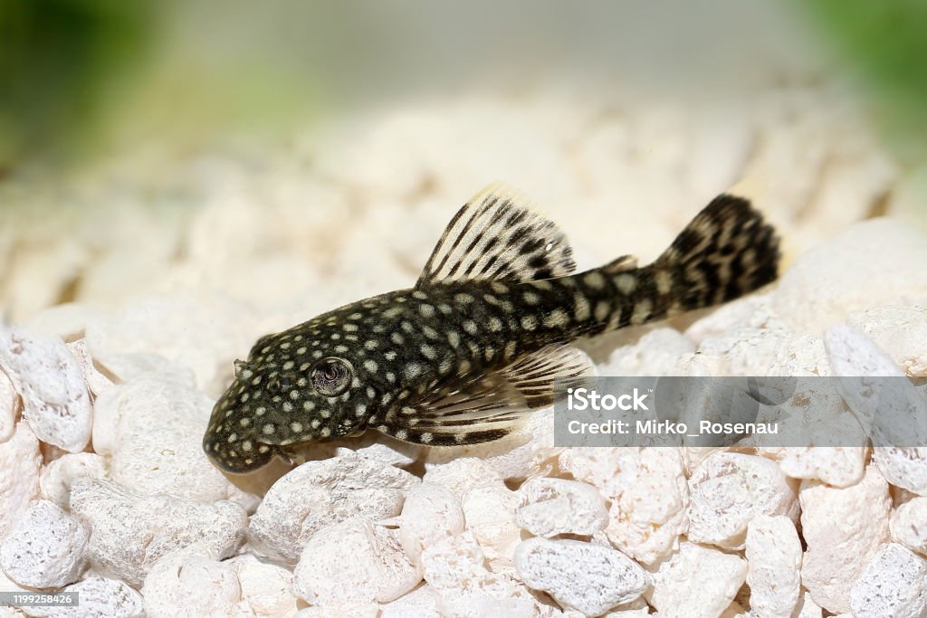 Bristlenose catfish aquarium fish bushynose pleco Plecostomus Stock Photo