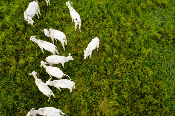 vista aérea das vacas em uma exploração agrícola - boi brasil - fotografias e filmes do acervo