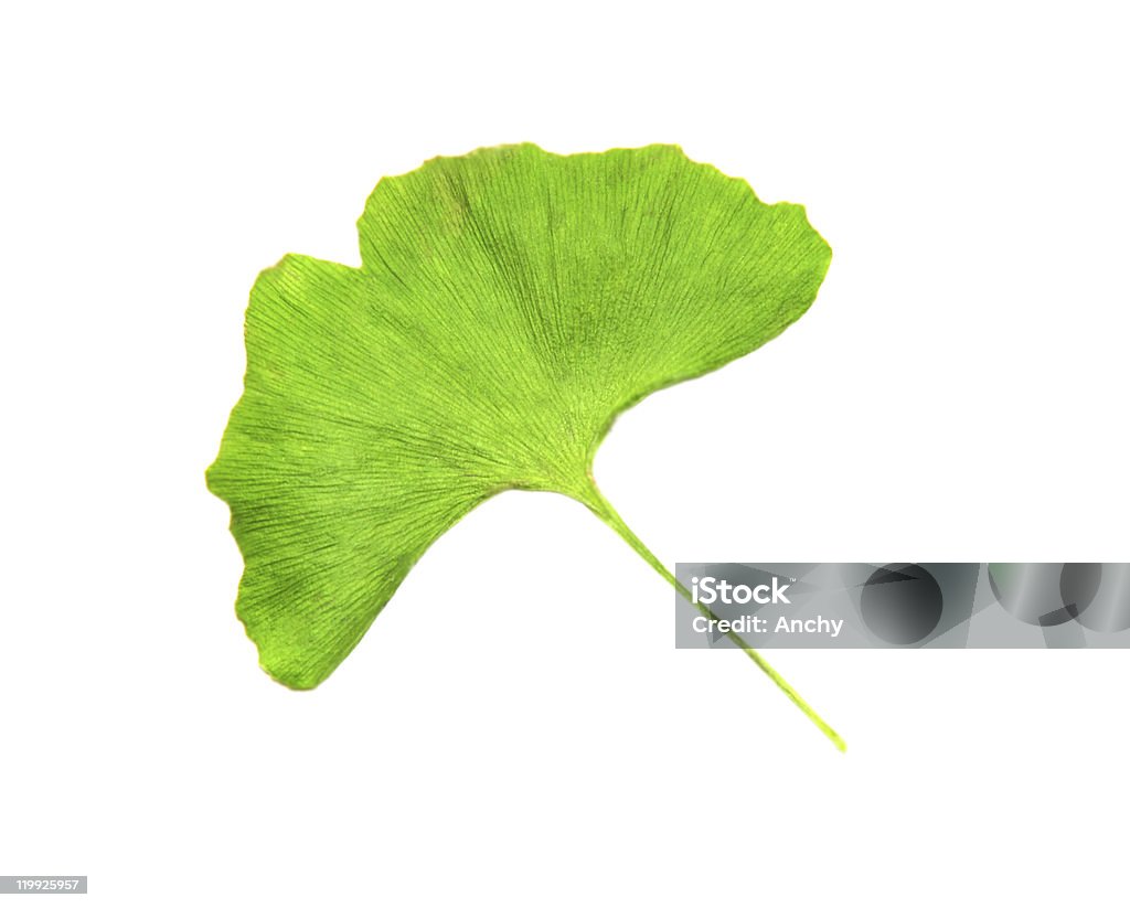 Folha de Gingko - Foto de stock de Azul royalty-free