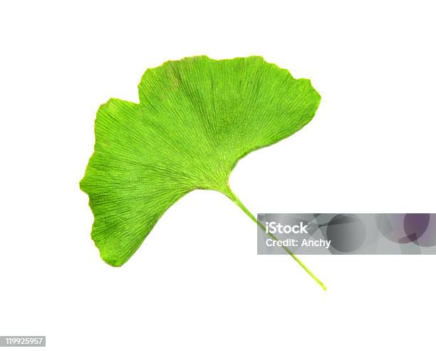 Foto de Folha De Gingko e mais fotos de stock de Azul - Azul, Branco, Erva