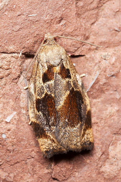 istock Moth sitting on rock, macro photo 119926001