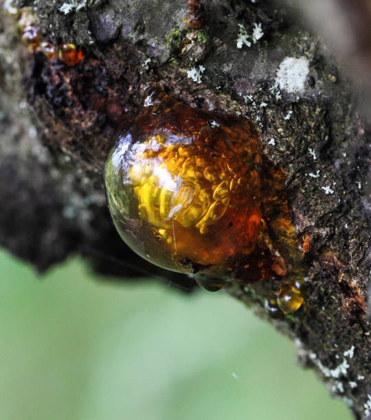 A macro close up view of resin on the tree bark stock photo