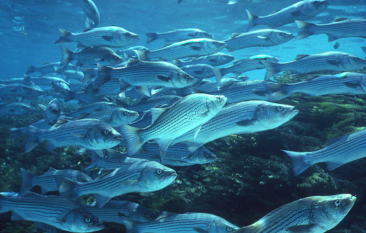 schooling striped bass, underwater, Morone saxatilis