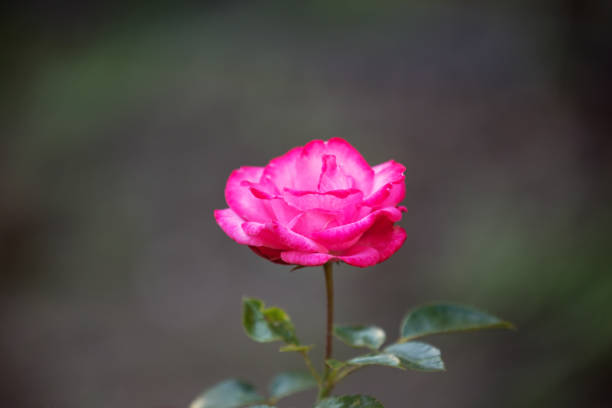 Pink rose on dark background. One flower varieties Bella Rosa in the garden