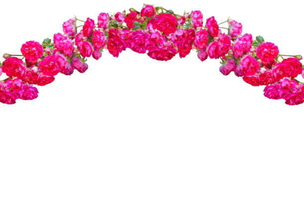 istock Garland of pink roses 1199264448