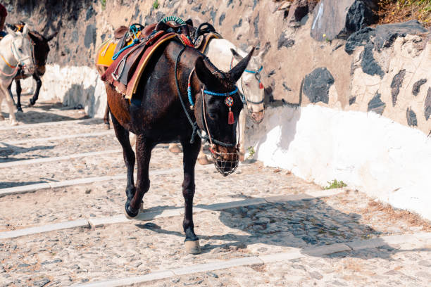 istock Ass on the mountain road at Santorini, Greece 1199264586