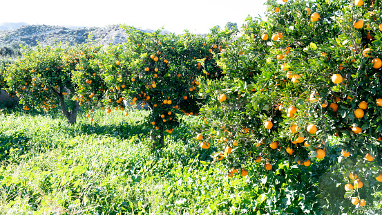 beautiful Spanish orange trees  with ripe fruit growing in the warm andalucia sun  copy space on the green background