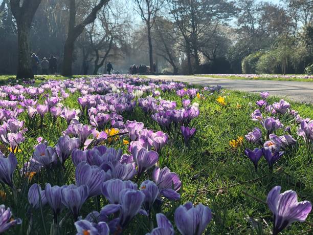 istock Famous Springtime Crocus Walk in Radipole Public Gardens Weymouth Dorset England 1199264996
