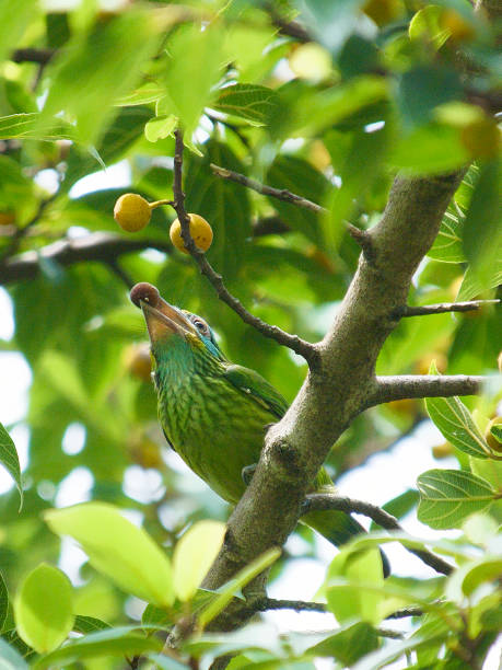 istock A Yellow-fronted Barbet feasts on wild figs 1199266573